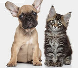 Pets at Home kitten and puppy picture